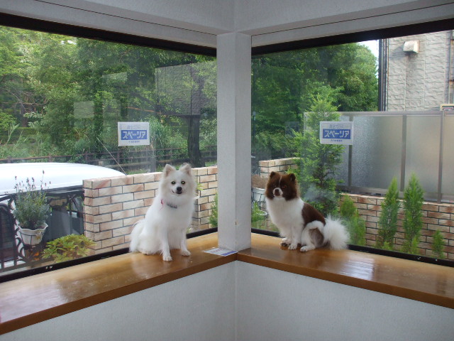 �X�y�[�V�A�{�H��ʐ^2